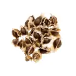 Moringa Seeds Wild 