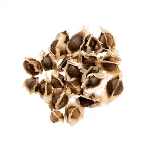 Moringa Seeds Wild 