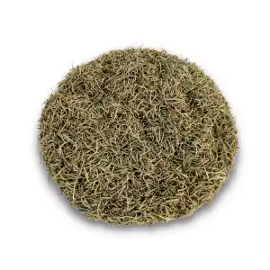 Rosemary 