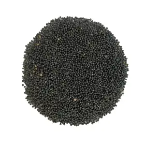 Shatavari Seeds Yellow 