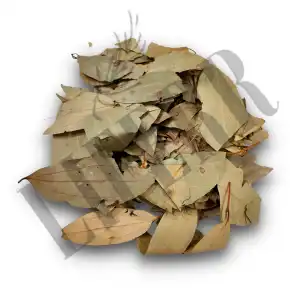 Tejpatta 
