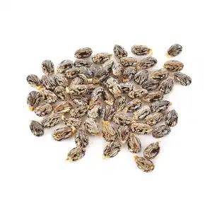 Castor Seeds 
