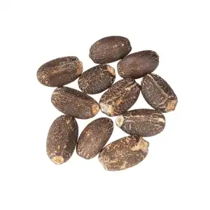 Ratanjot Seeds 