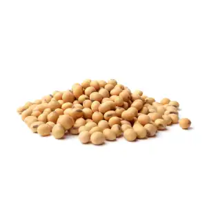 Soyabean Seeds 