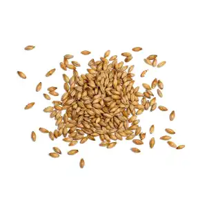 Barley 