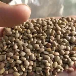 Macrotyloma Uniflorum 