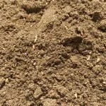 Zanthoxylum Bungeanum