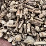 Operculina Turpethum