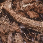 Nardostachys Jatamansi