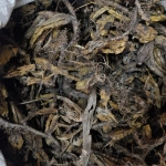 Leptadenia Reticulata