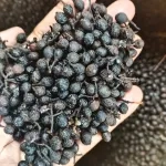 Piper Cubeba