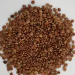 Cassia Fistula Seeds